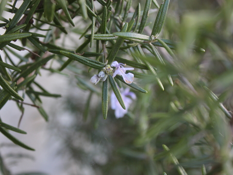 3.	Alecrim (Rosmarinus officinalis)
Data da fotografia: 27/03/2018
Utilidade/ função na horta: A flor pode ser consumida fresca nas saladas e cristalizada para guarnição. Na horta é repelente da lagarta da couve, da áltica e da mosca da cenoura.